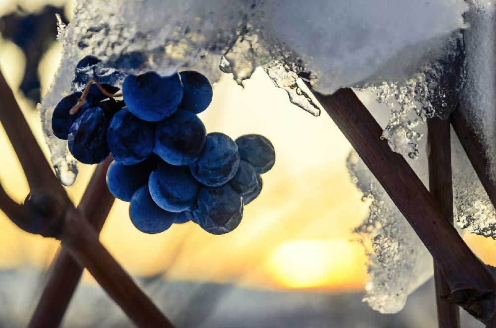 Lutter contre le gel des vignes